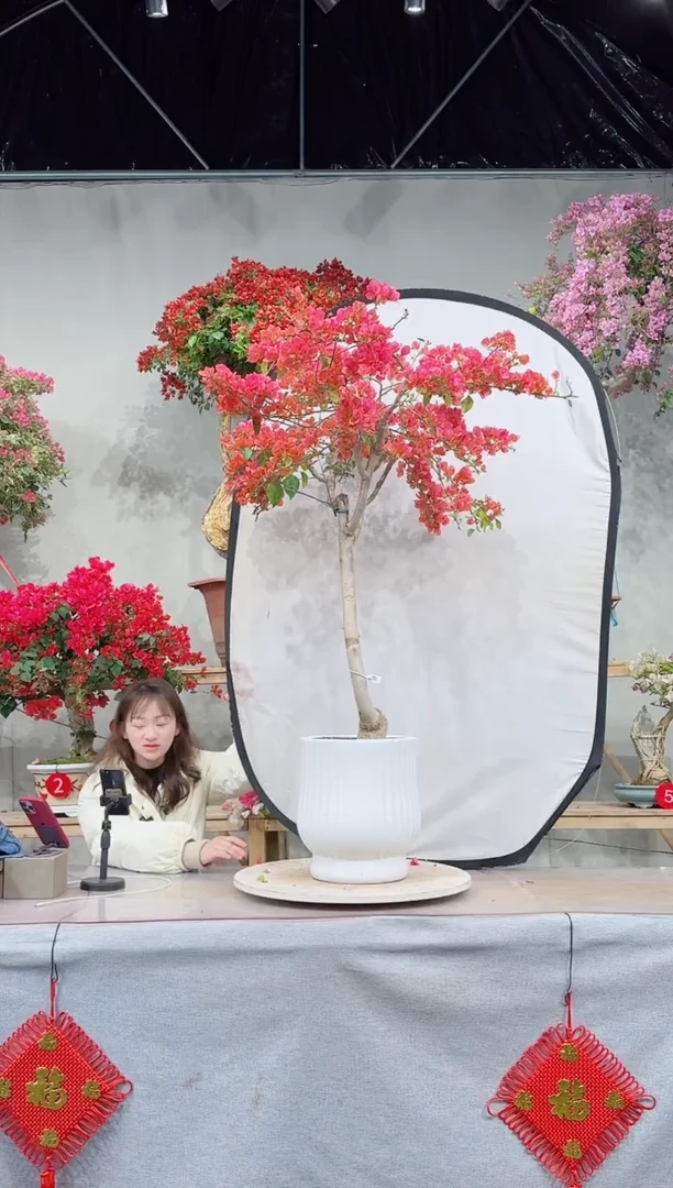 【闪购商品】盆景月光橙