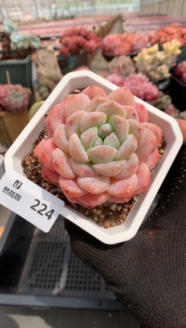 224糖心一物一拍