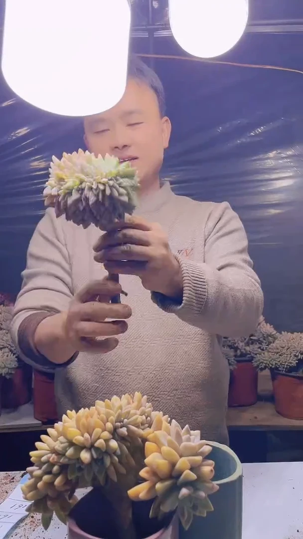 【闪购商品】缀化160