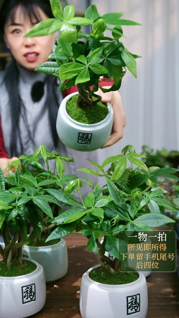 【闪购商品】91发财树福盆随机