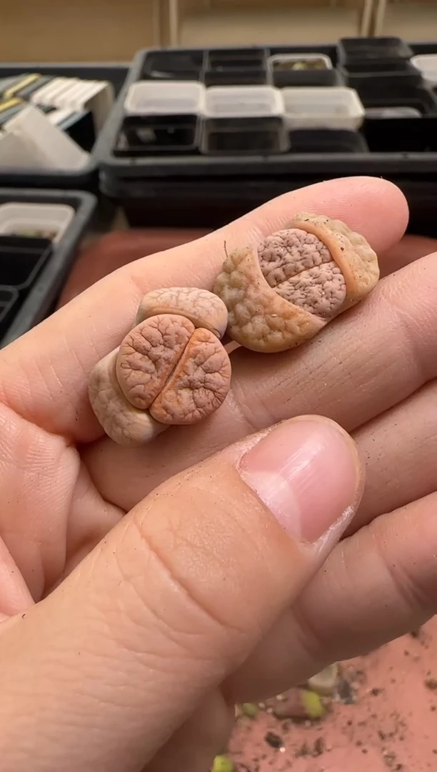 【闪购商品】13-212