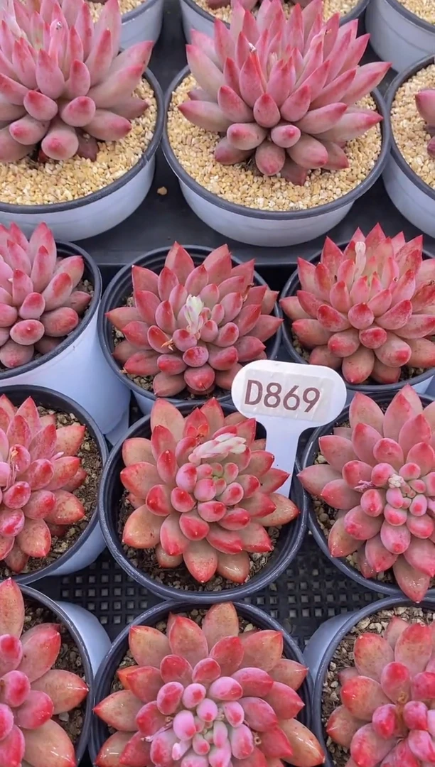 【闪购商品】D869-红虞美人脱土发(l量拍）