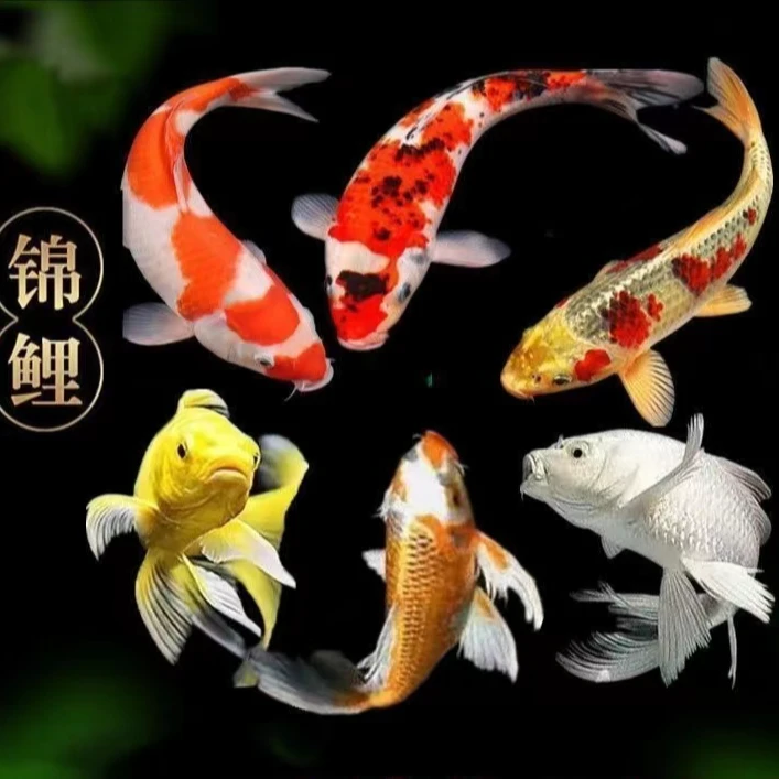 纯种锦鲤红白大正三色冷水好养耐活直播专用链接