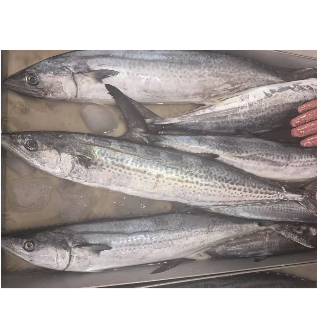 新鲜鲅鱼