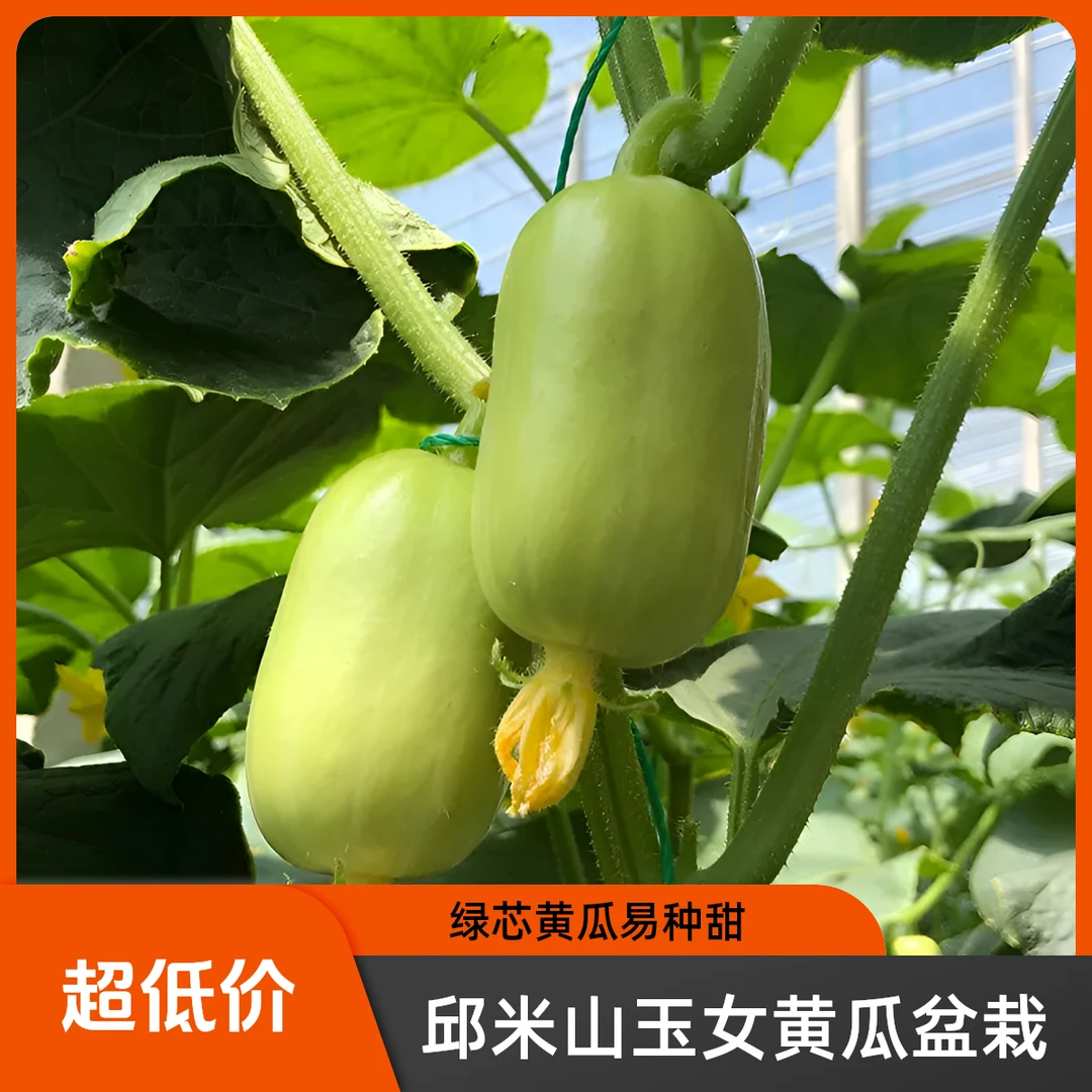 安徽金童玉女黄瓜苗盆栽迷你水果拇指黄瓜白农家菜园阳台四季蔬菜