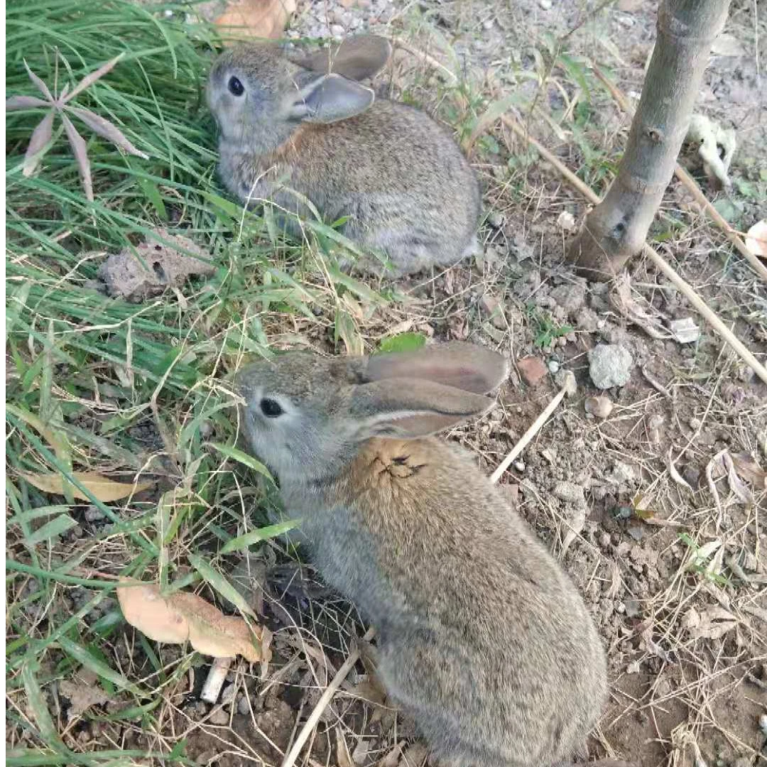 比利时灰兔肉兔活体幼兔苗成年兔种兔活物健康包活产量高产子量大
