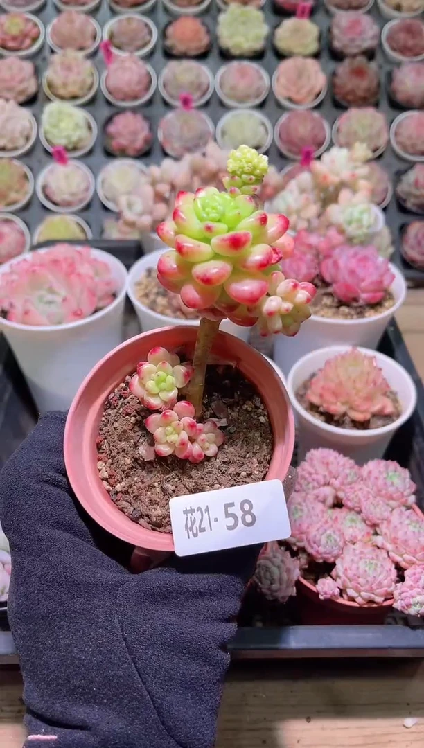 【闪购商品】21-58香格里拉