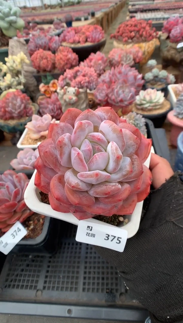 375蒙克一物一拍