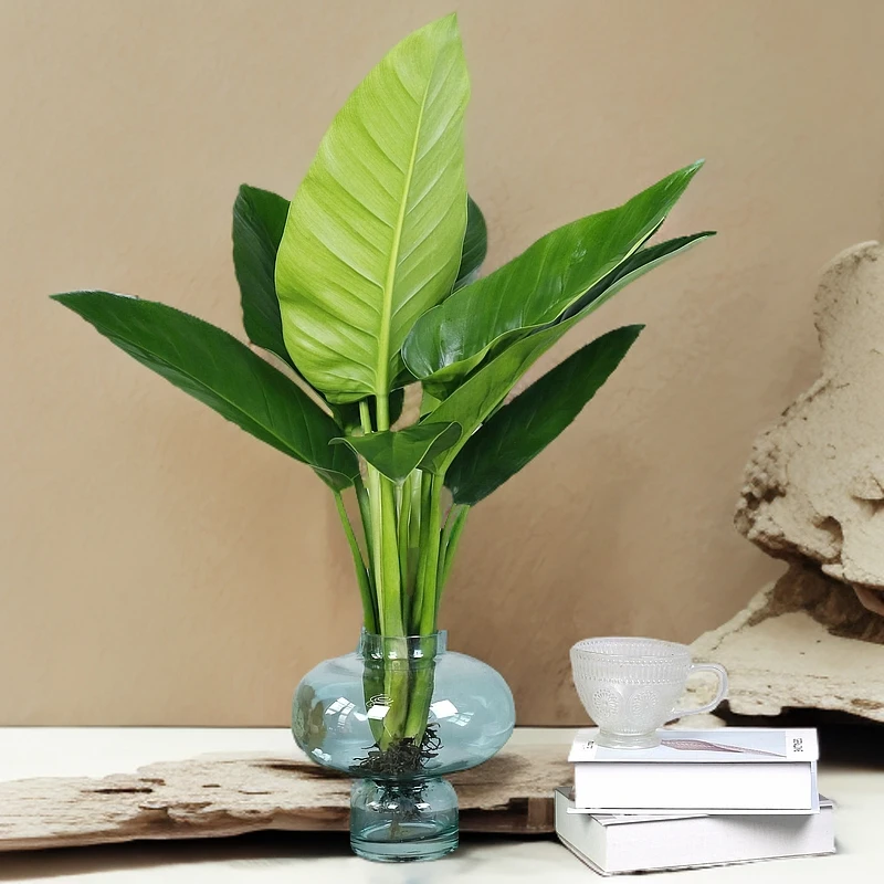 水培金钻蔓绿绒室内好养绿植办公桌客厅茶室盆栽室内好养文竹盆栽
