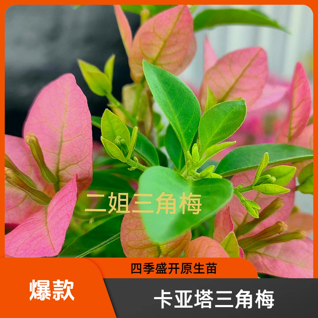 ｛卡亚塔｝勤花，丰花，四季开,原生0.5仑带盆三角梅！没有育苗袋！