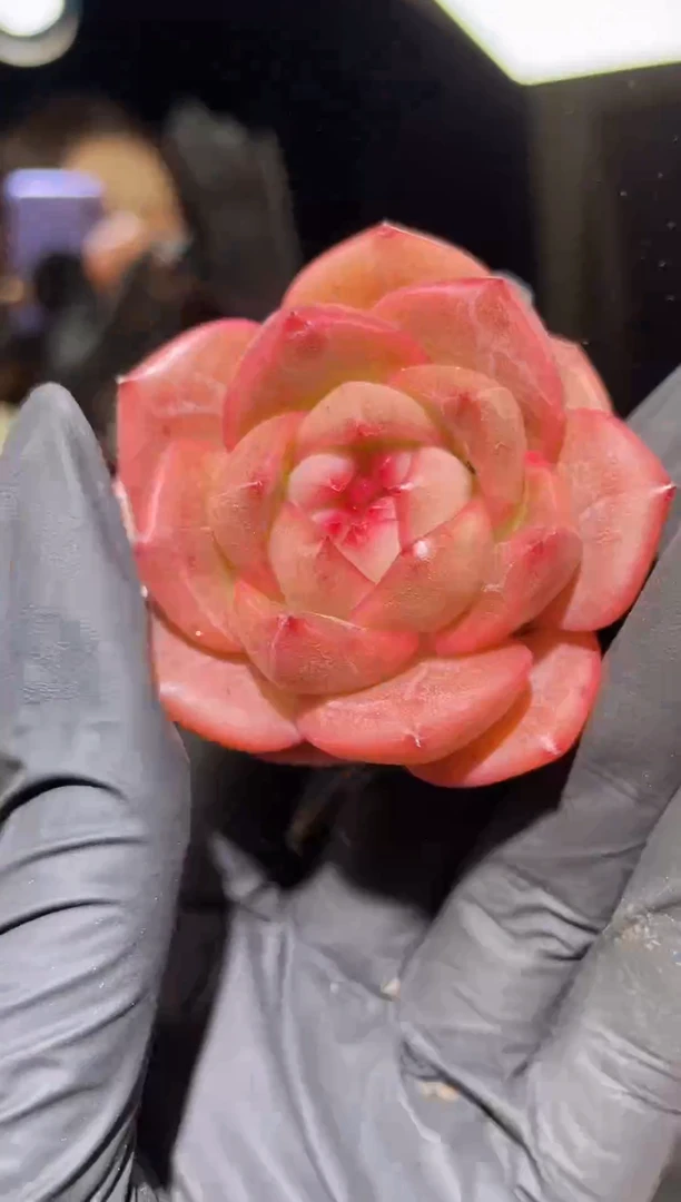 1261 画皮珍妮 5.0-6.0 厘米 量拍随机发