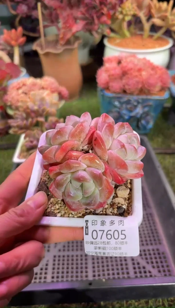 【闪购商品】07605