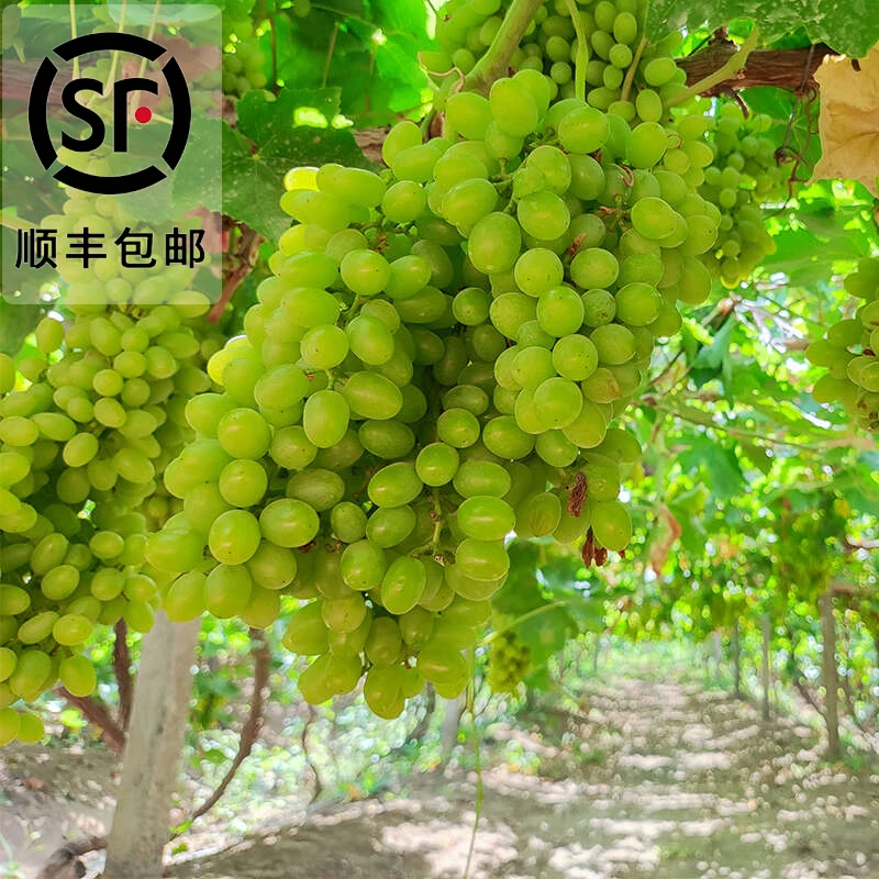 【顺丰包邮】无核白葡萄新疆无籽青提新鲜水果 4.5斤S