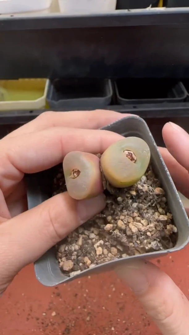 【闪购商品】13-95