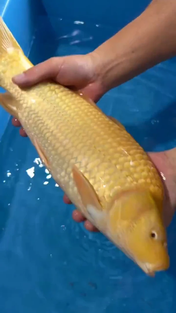 锦鲤太饱芥子锦鲤35cm-45cm不包公母 不包邮到付 包损