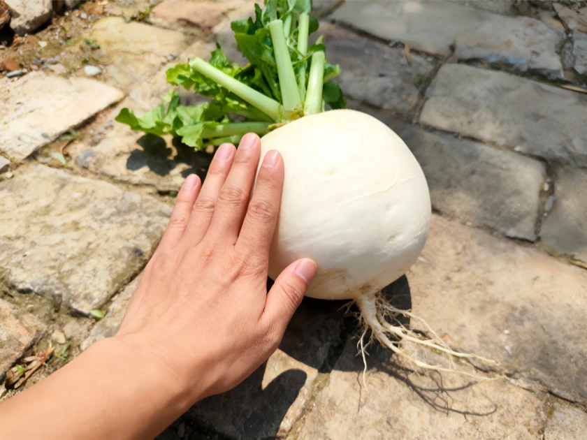 四川露天新鲜白萝卜：孕妇食补营养，炖煮凉拌鲜爽又暖心，老少皆宜