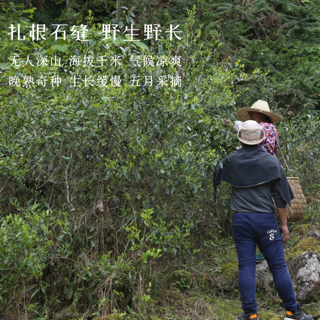 荒野组合：白马谷+青山翠竹+春野老叶（组合福利）