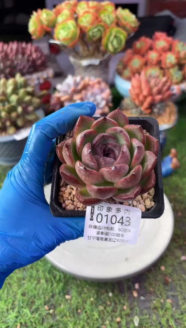 昆明印象多肉01043