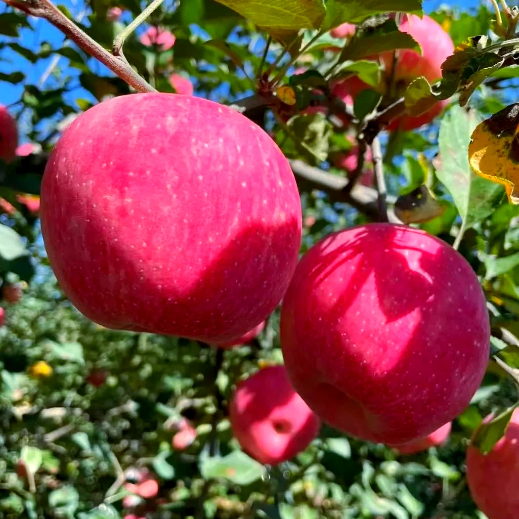 苹果树苗南方北方盆栽地栽冰糖心红富士