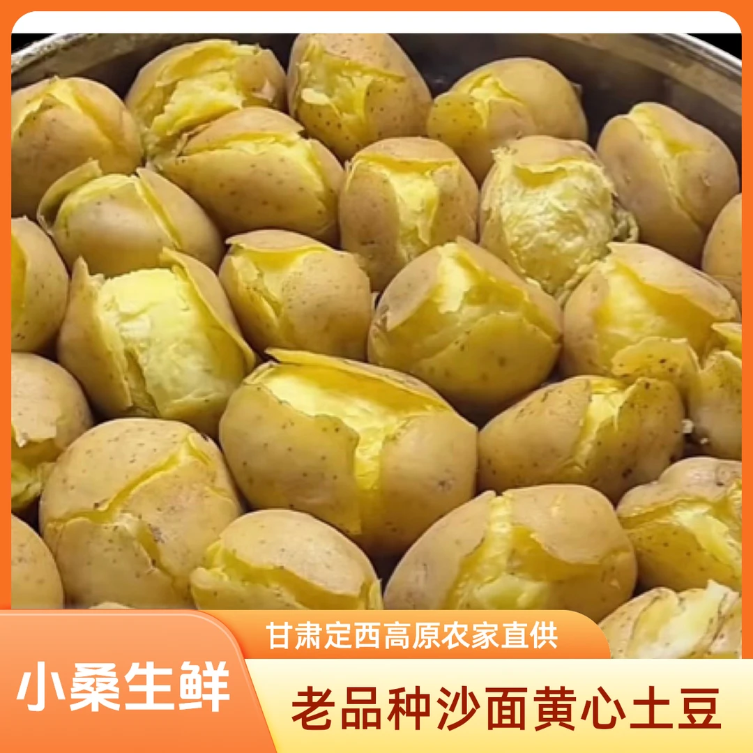 甘肃定西山地农家现挖粗麻皮黄心黄皮沙面土豆农家自产售后无忧