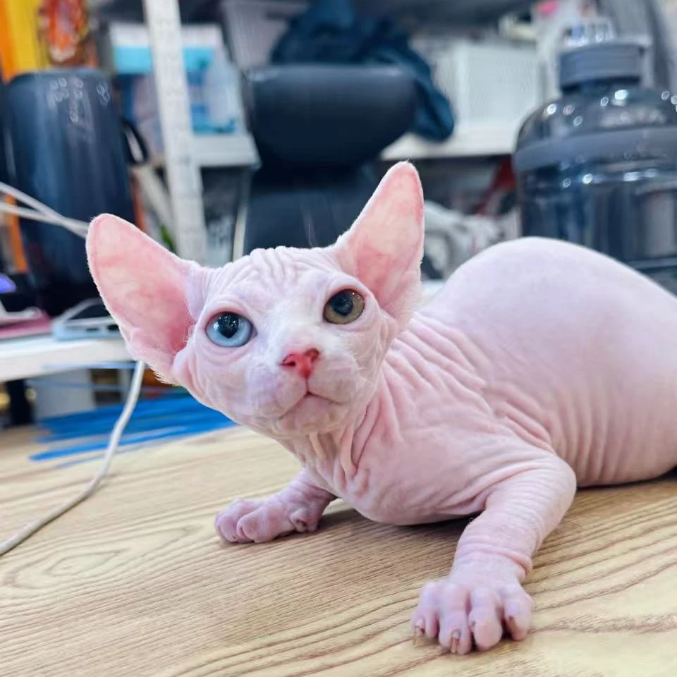 来了姊妹-纯白异瞳无毛猫 妹妹 10310