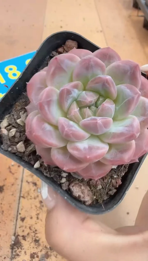 东云多肉园二店-232