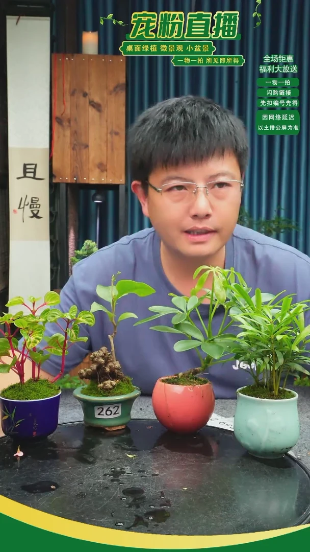 无花朵N****?苔藓微景观262号