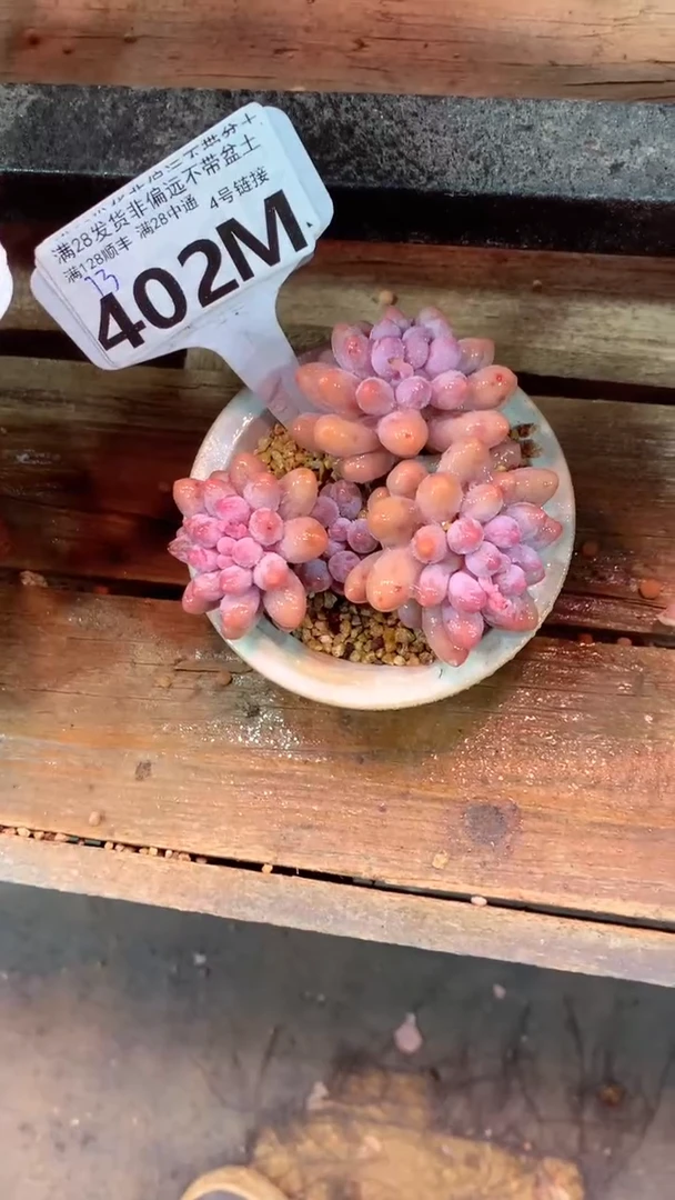 402M（一物一拍，精品多肉，所见即所得 ）