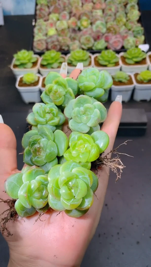 584绿心森罗万象量拍发一颗