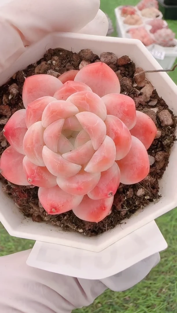 【闪购商品】梦会多肉一物一拍