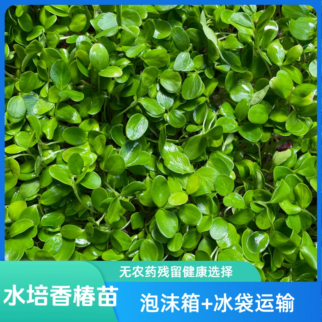 新鲜香椿芽苗一斤无土栽培芽苗菜酒店摆盘批发食用蔬菜制品