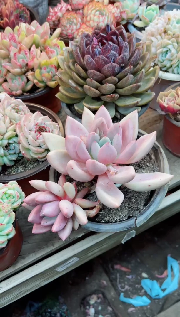 【闪购商品】08022多肉