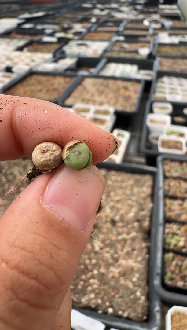 8-21多肉植物到手八颗