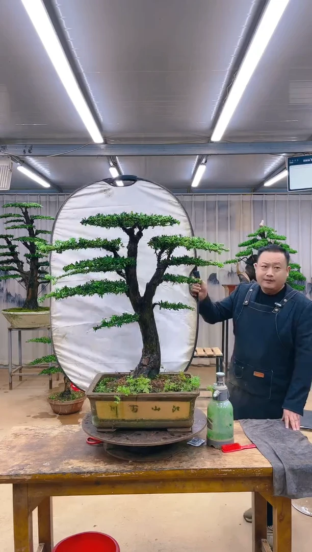 无花朵精品盆景  一物一拍