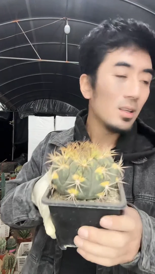 【闪购商品】天紫玉