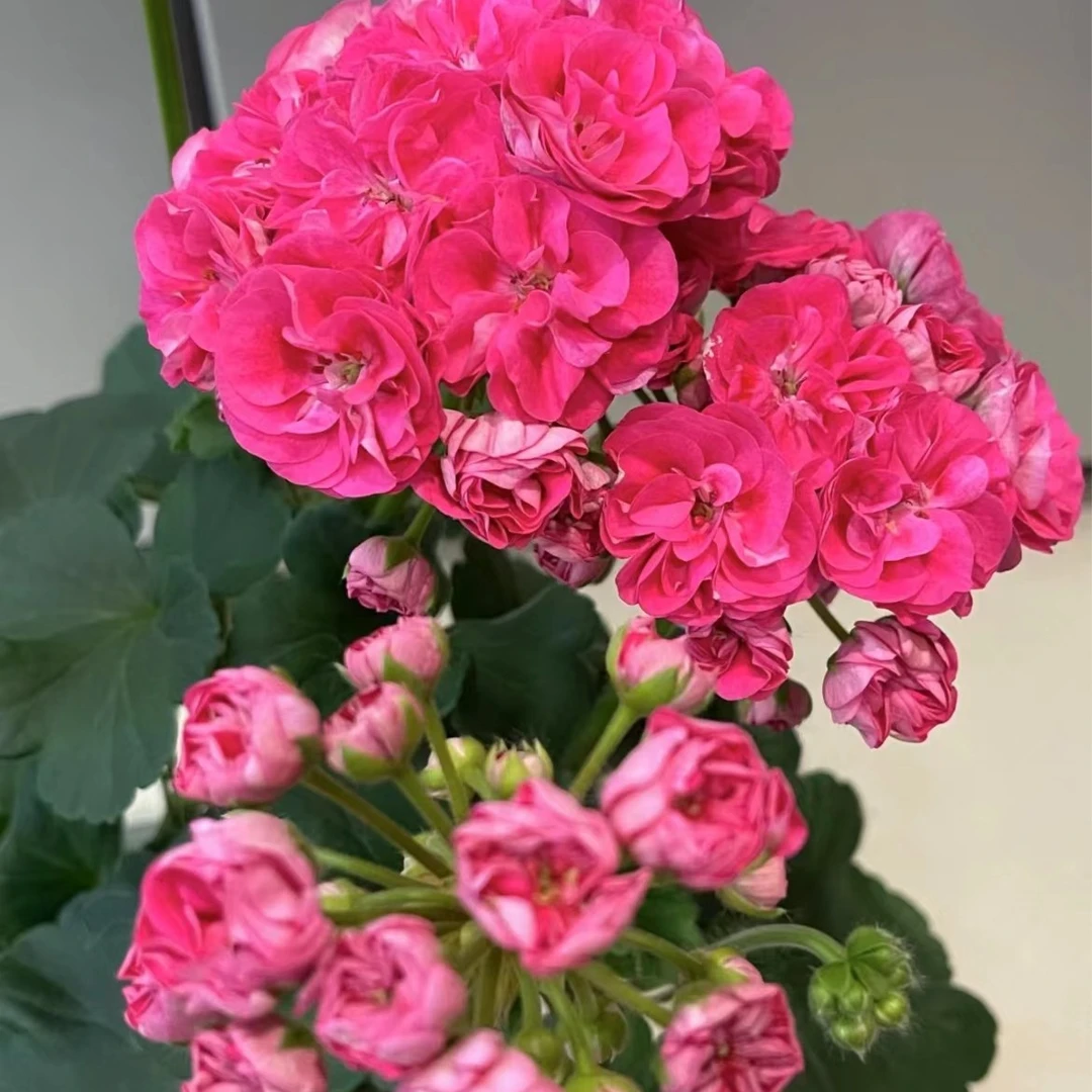 【罗莎琳达】大花球天竺葵四季开花阳台庭院基地现货直发包对版