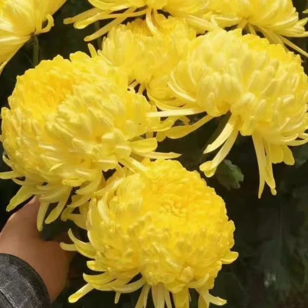 金丝皇菊花种子盆栽植物庭院泡茶黄菊花苗食用花卉金盏菊杭种籽
