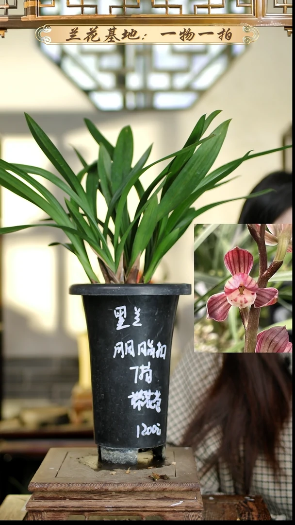 完全开放胭脂扣7苗1花苞