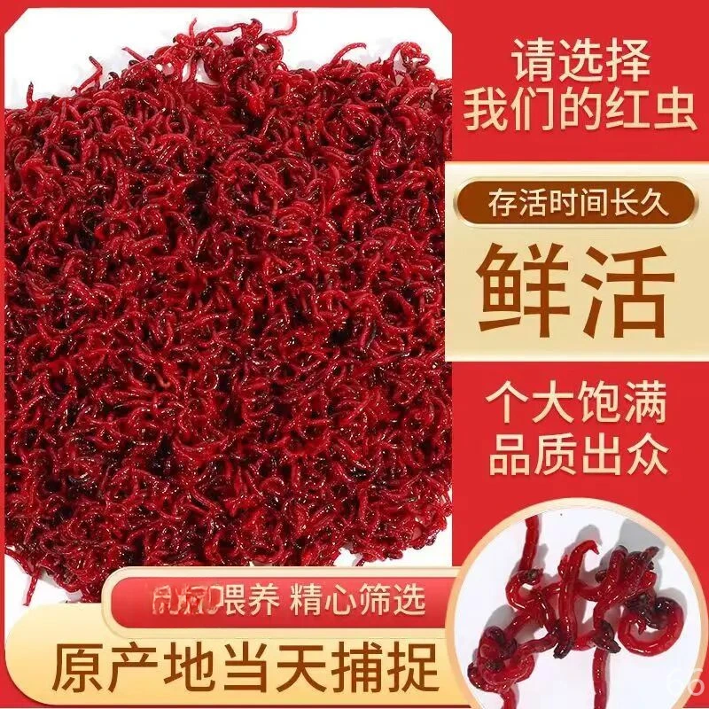 新鲜活饵大号红虫鲜活喂鱼拉饵钓垂钓鲫鱼六角恐龙钓鱼湖泊溪流的