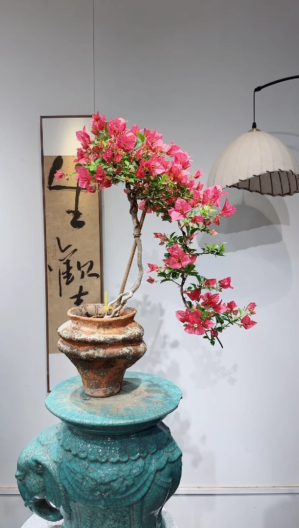 无花朵小*三角梅三角梅三角梅