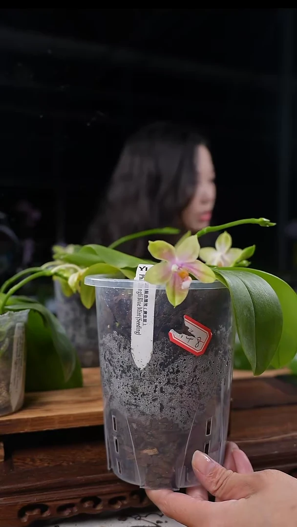 大部分花苞少量开放大盆种植 蓝色薄荷实生苗 三花剑 带花苞