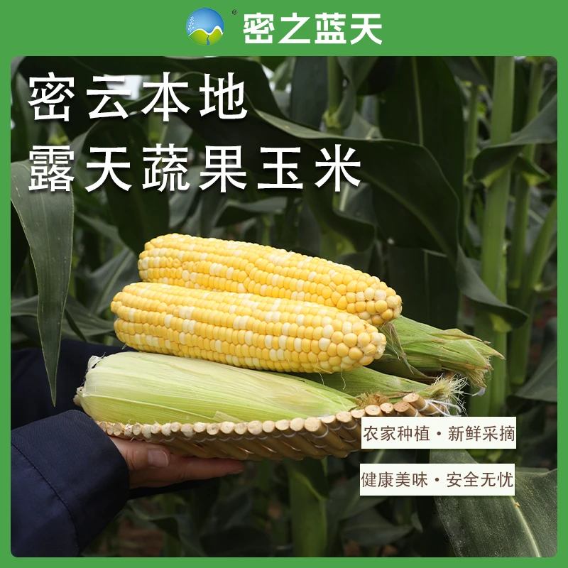 【水果爆浆玉米】密之蓝天密云本地农家露天水果玉米5斤北京市