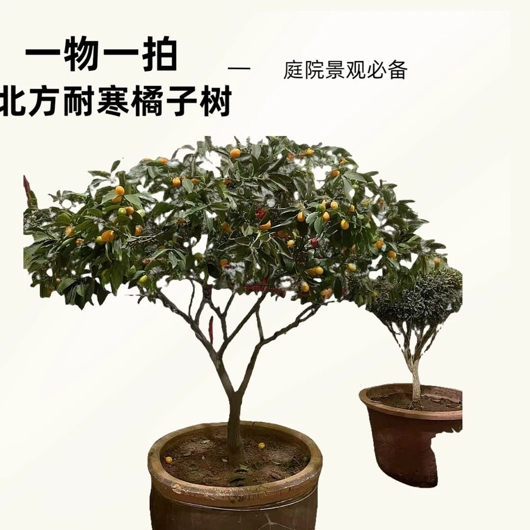 北方耐寒橘子树丑橘蜜橘树苗盆栽带果金桔金橘柿子果树桔子金桔树