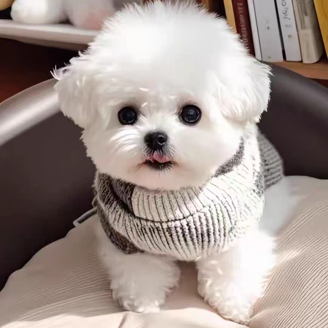 可爱系小比熊等多种小型犬活体宠物马尔济斯马尔泰泰迪熊