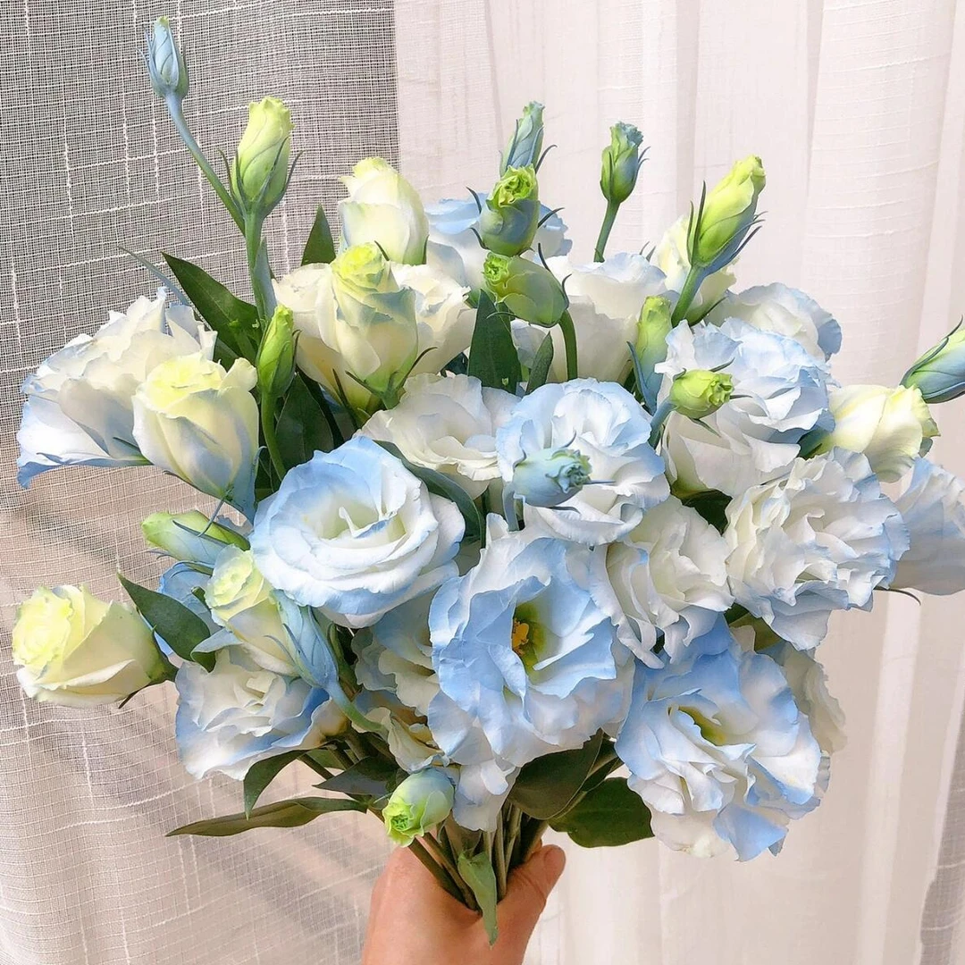 顺丰次日达【碎冰蓝洋桔梗花 （喷色） 】鲜花任意两单顺丰送货上门