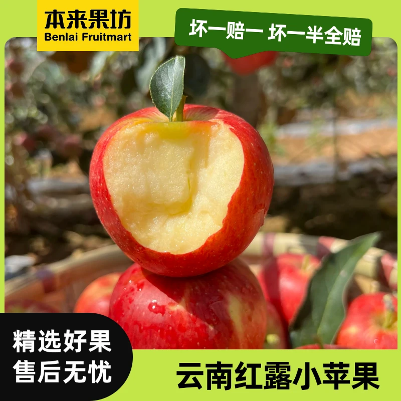 【本来果坊】云南昭通红露苹果 头茬小苹果 新鲜水果 产地直发
