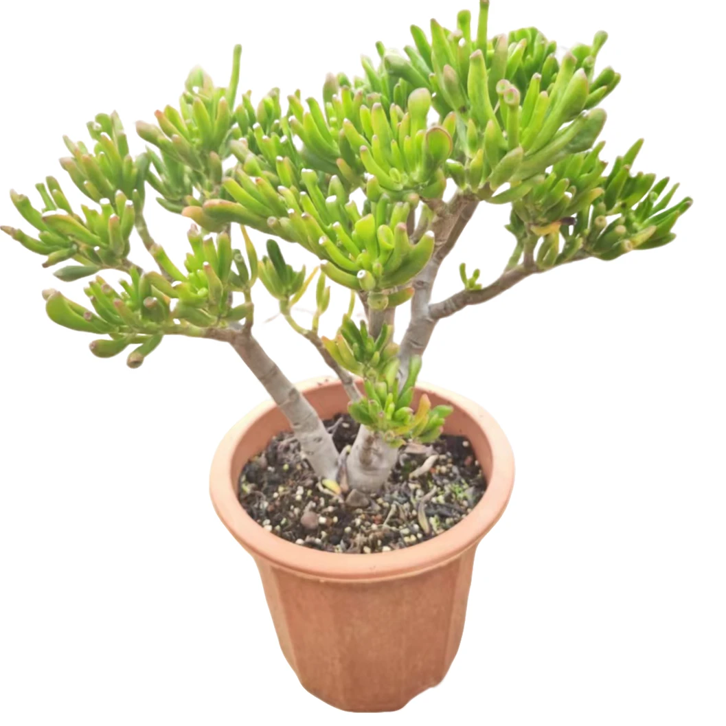 精品多肉   吸财树