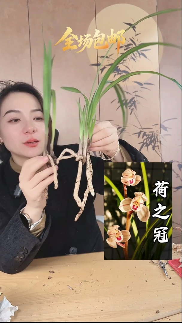 当前无花栽培后可以开花：荷之冠