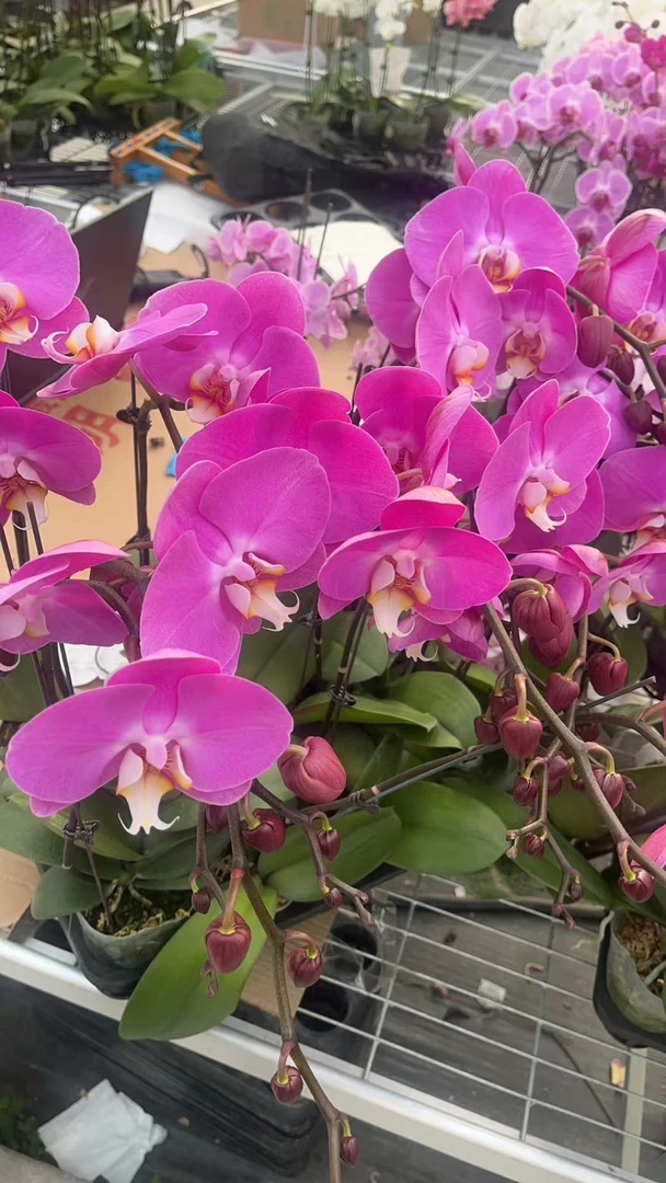 花有情兰谷 【粉冠军】高档蝴蝶兰鲜花盆栽