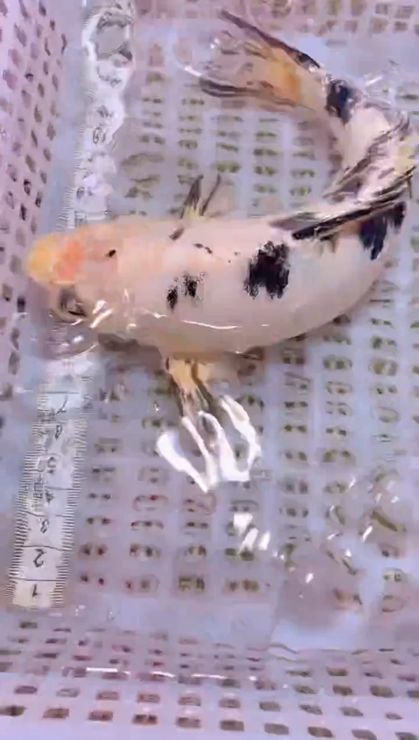 锦鲤冷水观赏鱼全场包邮105